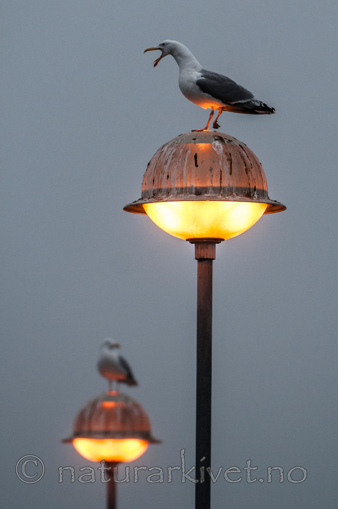 BB 09 0332 / Larus argentatus / Gråmåke