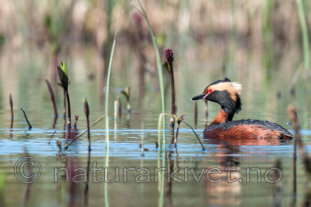 BB 09 0339 / Menyanthes trifoliata / Bukkeblad <br /> Podiceps auritus / Horndykker