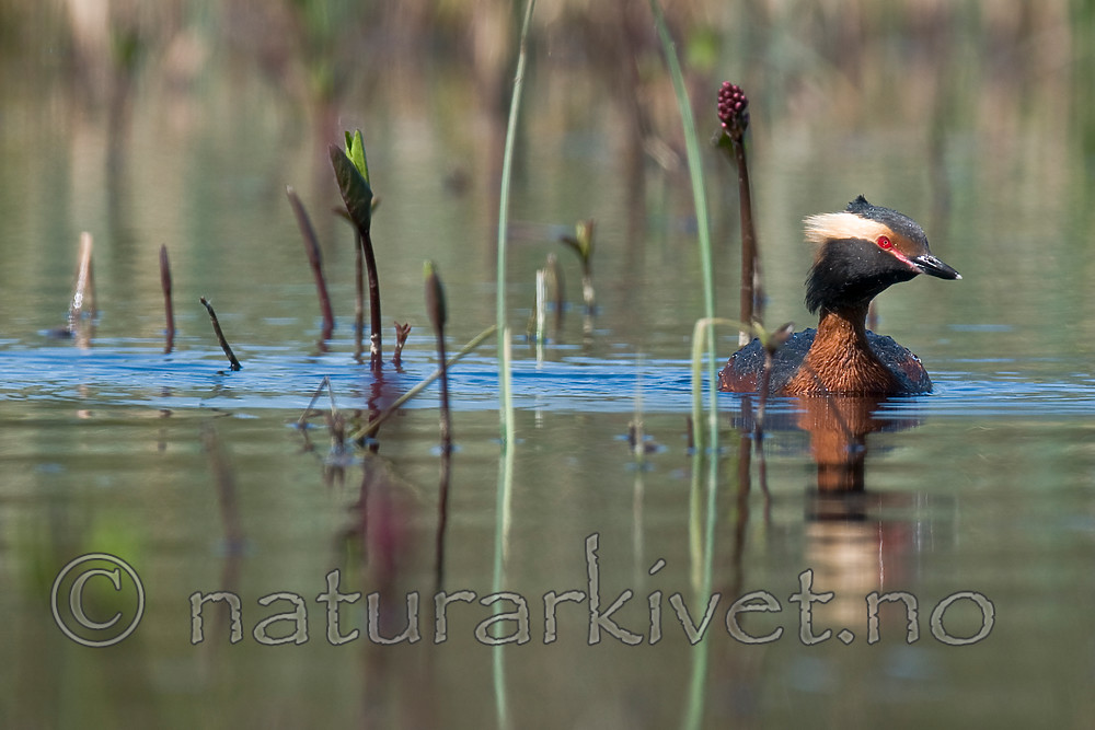 BB 09 0340 / Menyanthes trifoliata / Bukkeblad <br /> Podiceps auritus / Horndykker