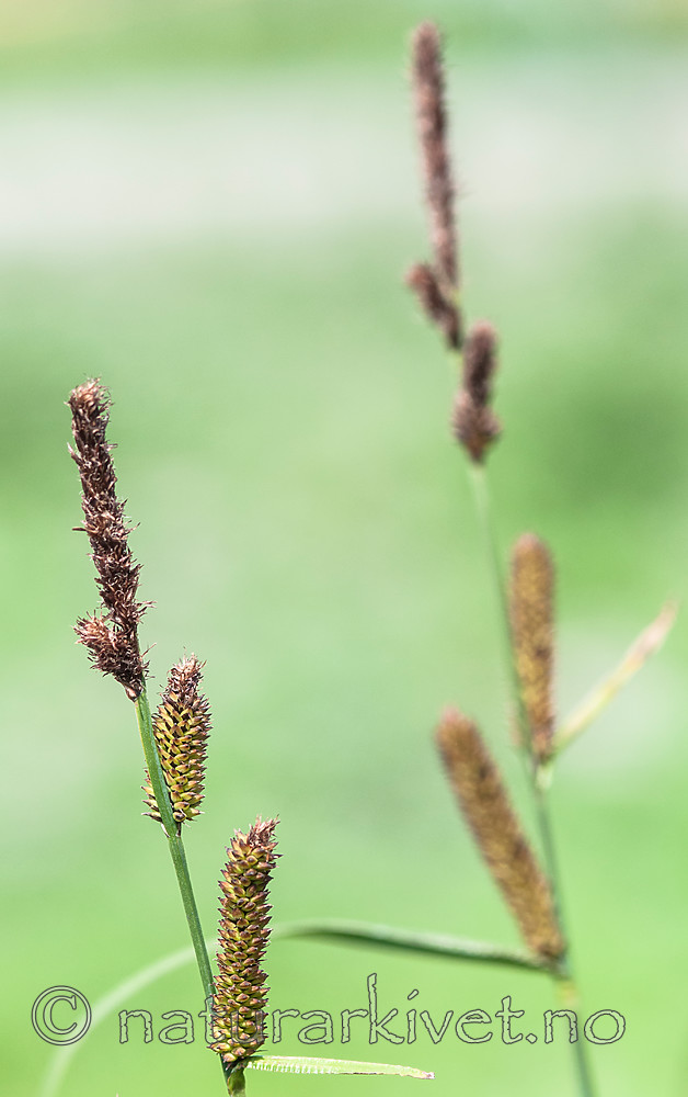 BB 09 0343 / Carex acutiformis / Rankstarr