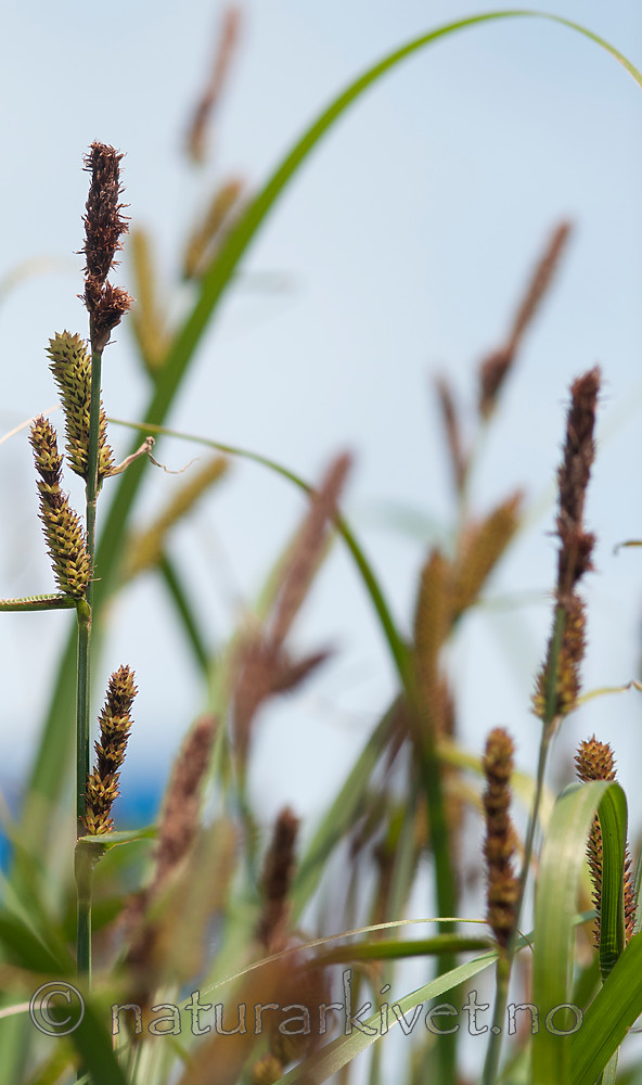 BB 09 0345 / Carex acutiformis / Rankstarr