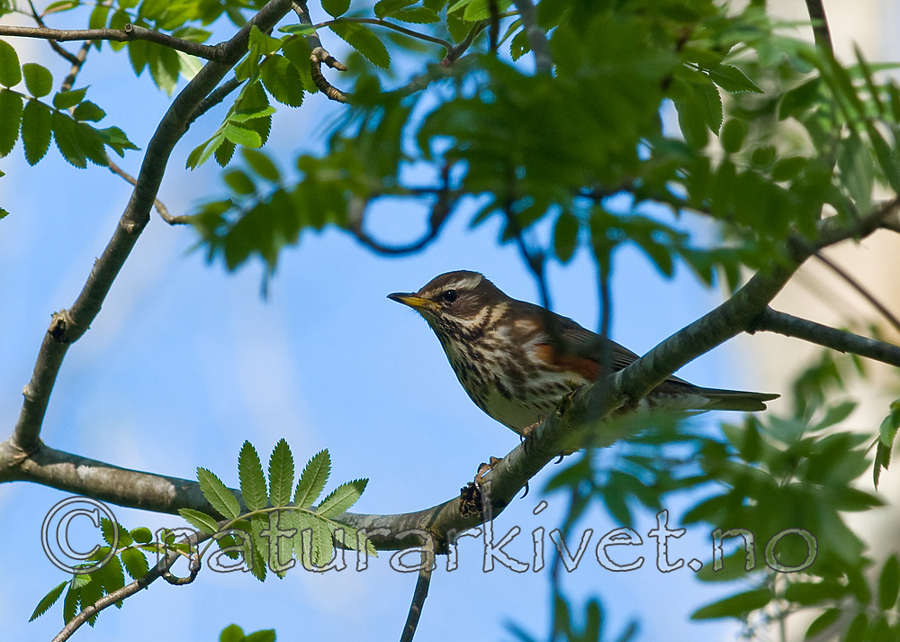 BB 09 0347 / Turdus iliacus / Rødvingetrost
