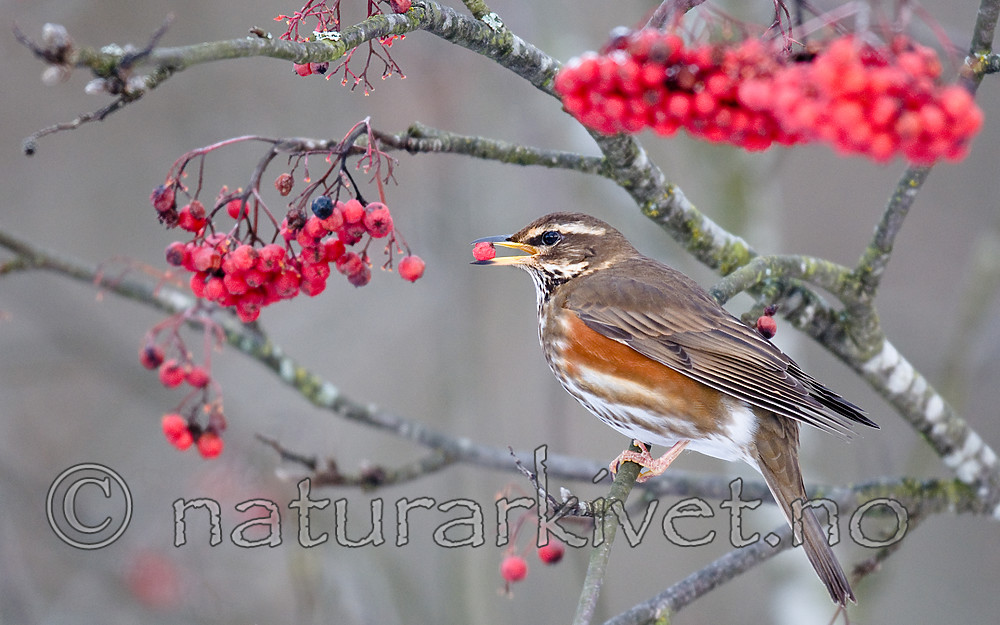 BB 09 0348 / Sorbus aucuparia / Rogn <br /> Turdus iliacus / Rødvingetrost