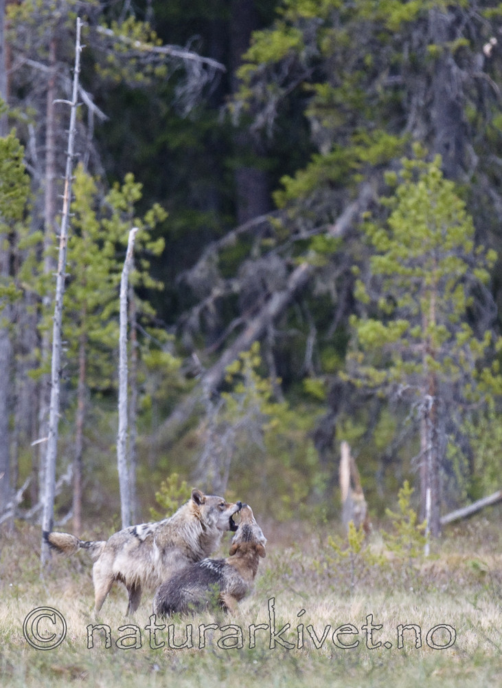 BB 09 0350 / Canis lupus / Ulv