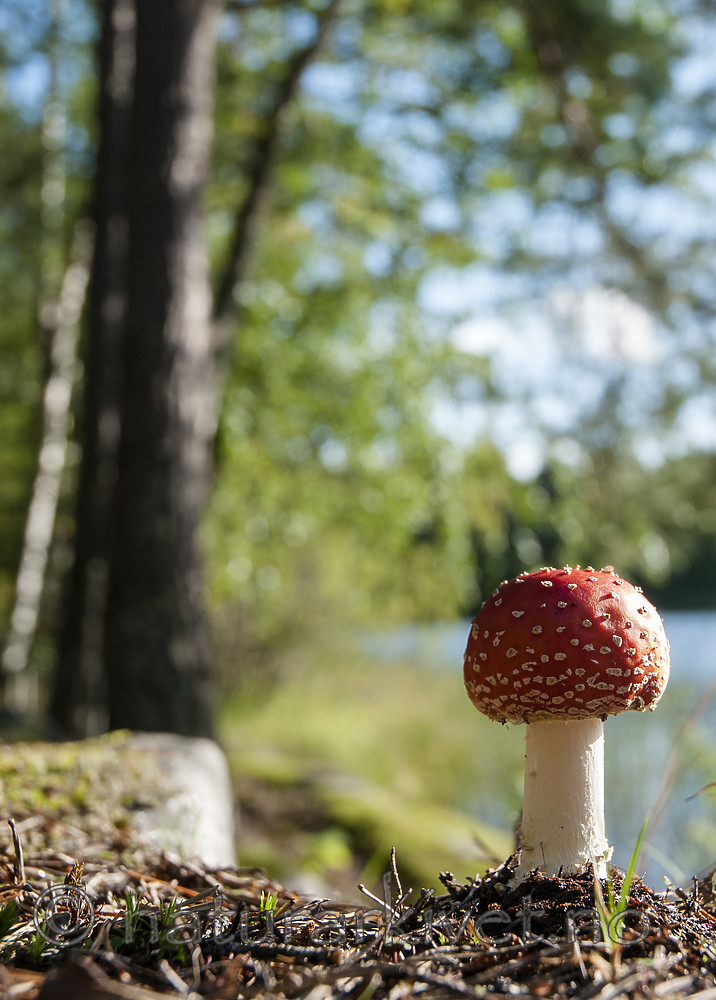 BB 09 0351 / Amanita muscaria