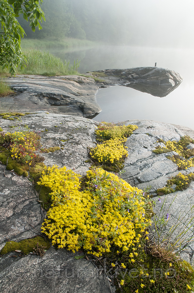 BB 09 0353 / Sedum acre / Bitterbergknapp