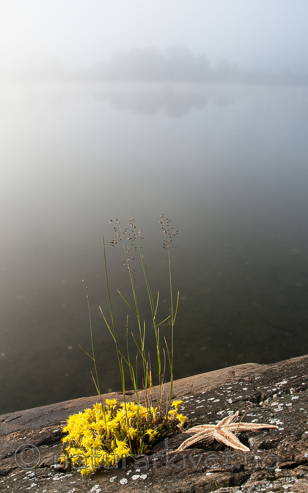 BB 09 0354 / Sedum acre / Bitterbergknapp