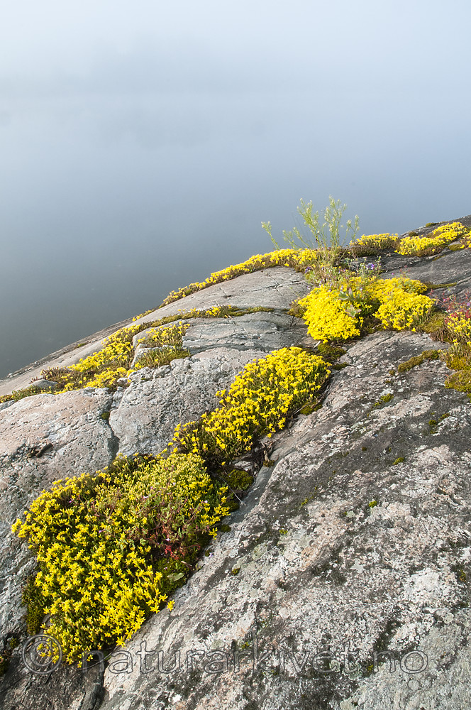 BB 09 0356 / Barbarea vulgaris / Vinterkarse <br /> Sedum acre / Bitterbergknapp