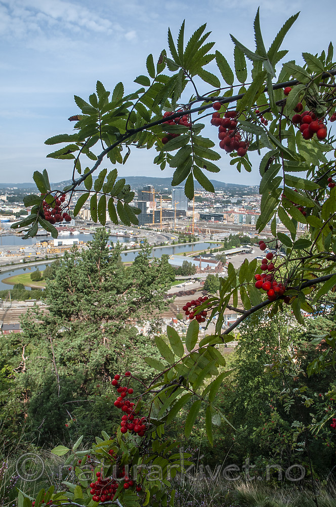 BB 09 0363 / Pinus sylvestris / Furu <br /> Sorbus aucuparia / Rogn