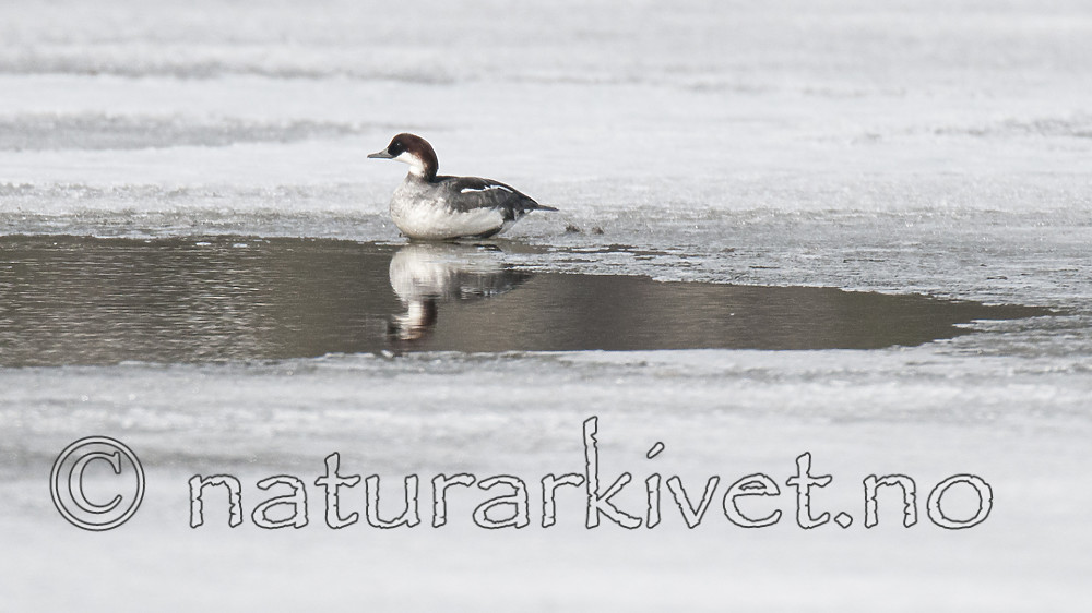 BB 09 0369 / Mergellus albellus / Lappfiskand