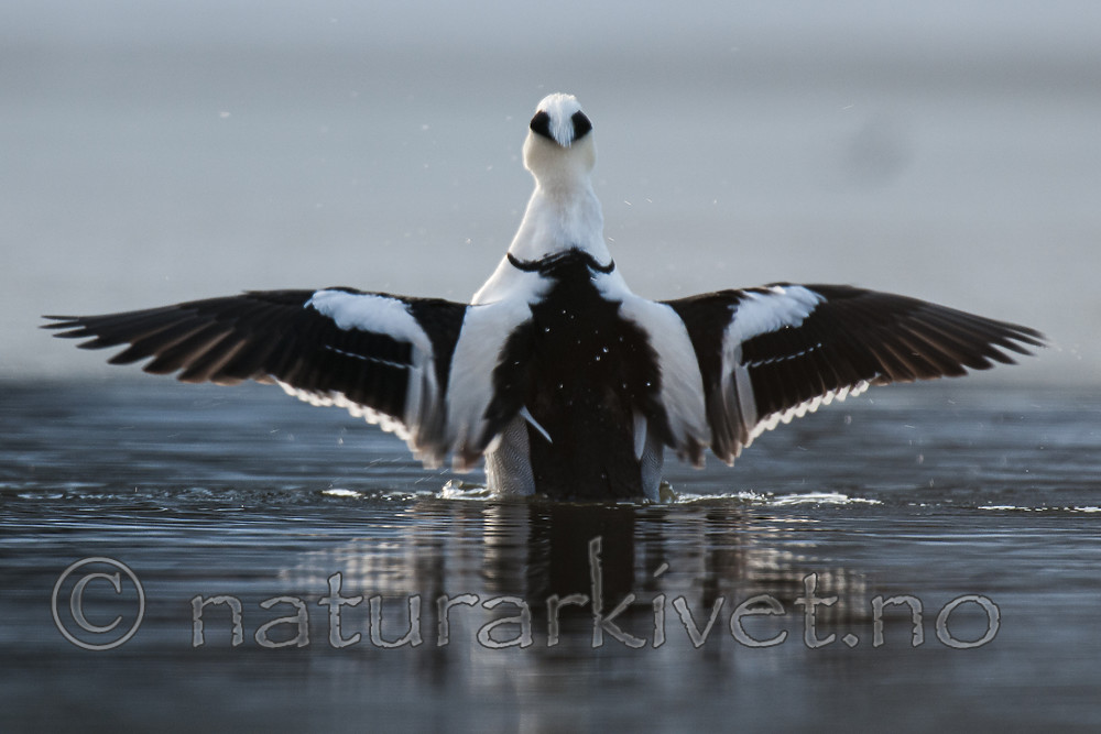 BB 09 0373 / Mergellus albellus / Lappfiskand