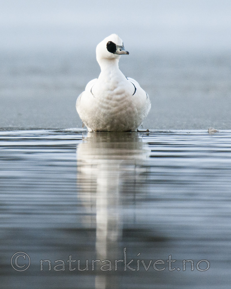 BB 09 0375 / Mergellus albellus / Lappfiskand