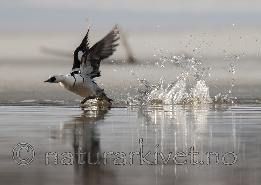 BB 09 0377 / Mergellus albellus / Lappfiskand