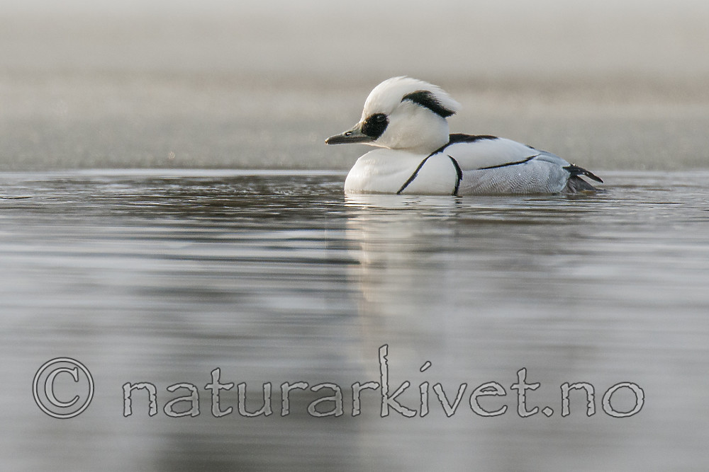 BB 09 0378 / Bucephala clangula / Kvinand <br /> Mergellus albellus / Lappfiskand