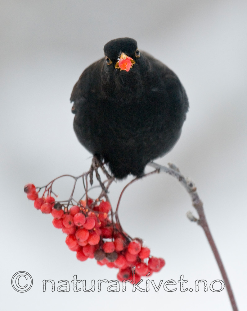 BB 10 0002 / Sorbus aucuparia / Rogn <br /> Turdus merula / Svarttrost