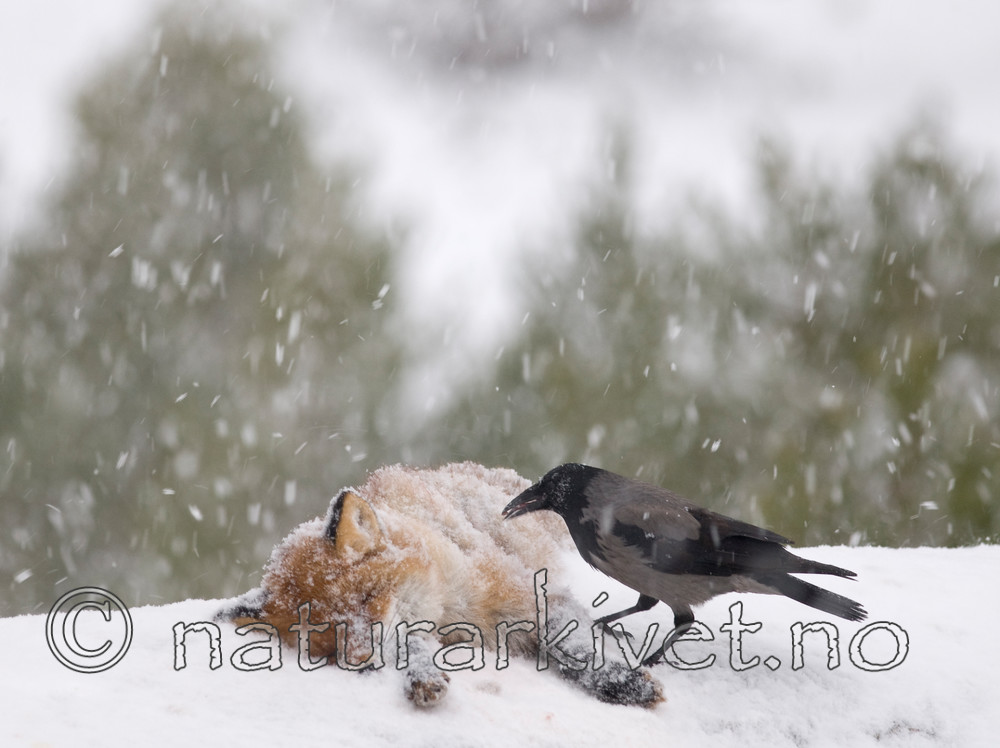 BB 10 0005 / Corvus cornix / Kråke <br /> Vulpes vulpes / Rødrev