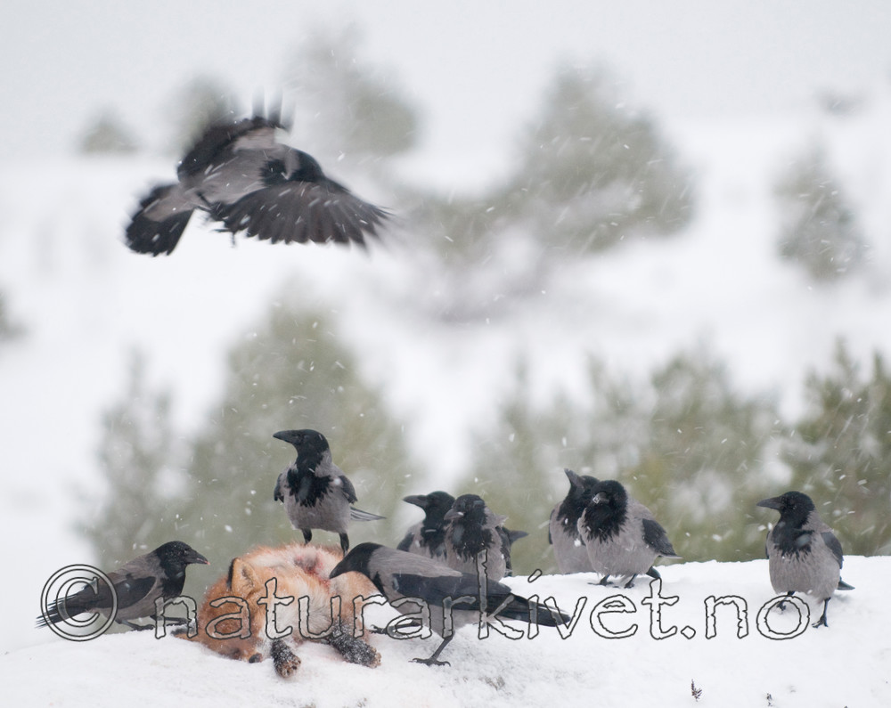 BB 10 0008 / Corvus cornix / Kråke <br /> Vulpes vulpes / Rødrev