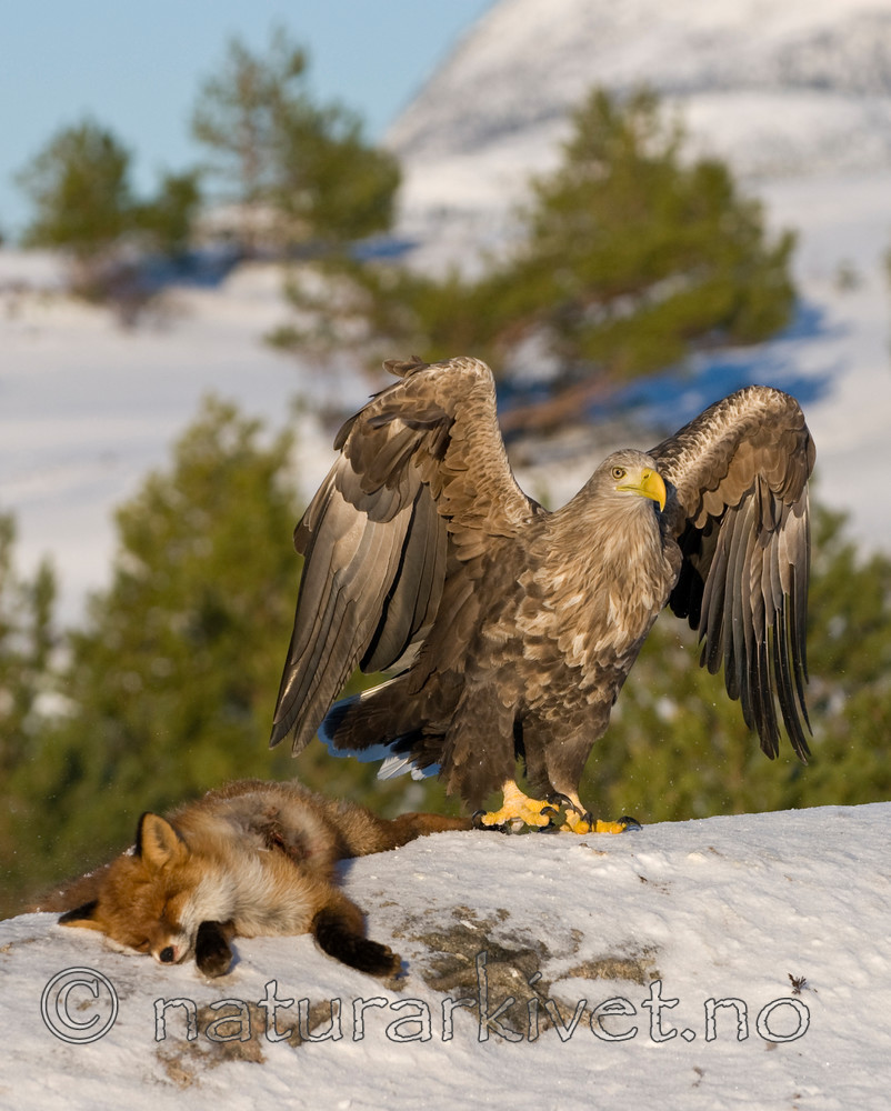 BB 10 0011 / Haliaeetus albicilla / Havørn <br /> Vulpes vulpes / Rødrev