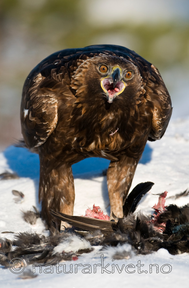 BB 10 0013 / Aquila chrysaetos / Kongeørn <br /> Tetrao tetrix / Orrfugl