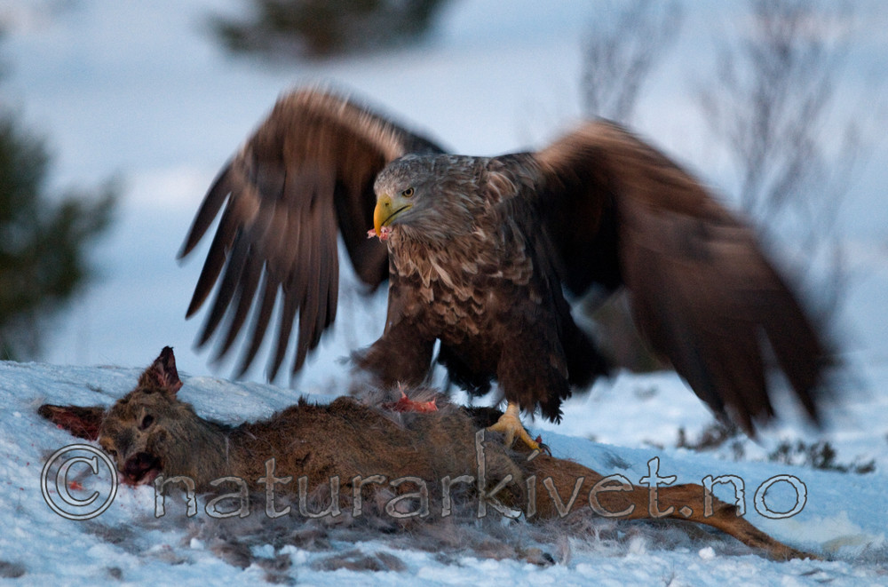 BB 10 0016 / Capreolus capreolus / Rådyr <br /> Haliaeetus albicilla / Havørn