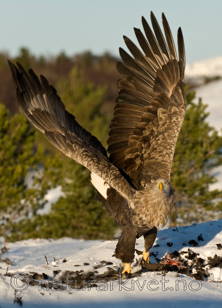 BB 10 0018 / Haliaeetus albicilla / Havørn