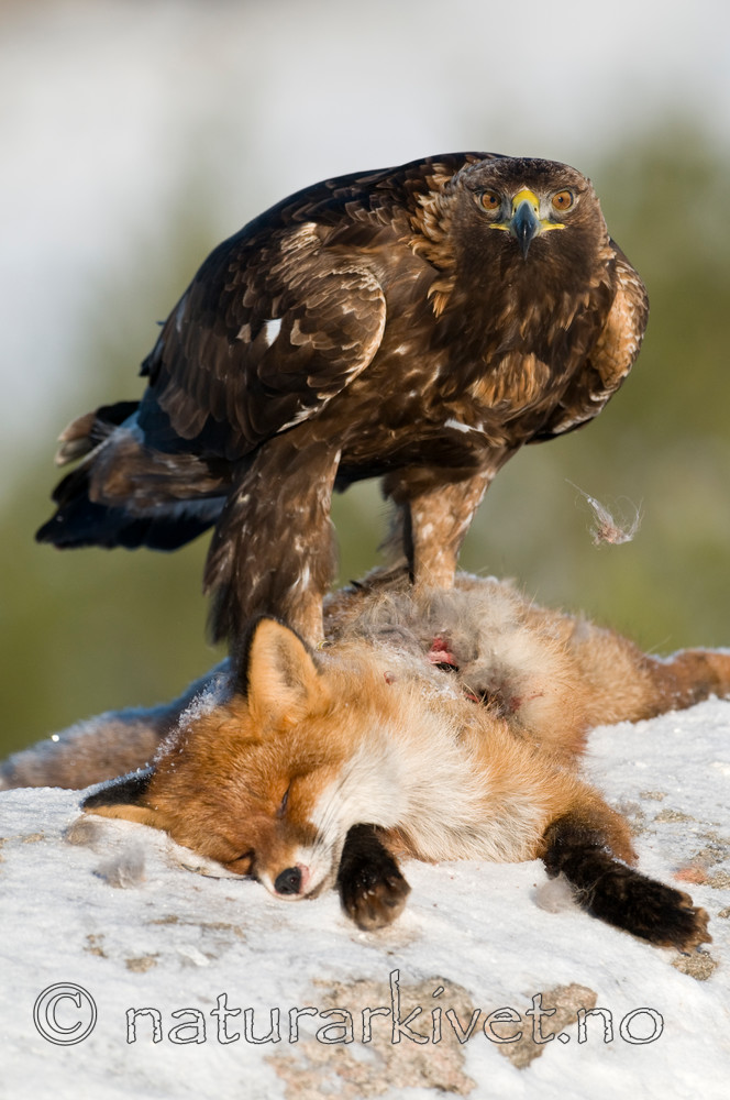 BB 10 0021 / Aquila chrysaetos / Kongeørn <br /> Vulpes vulpes / Rødrev