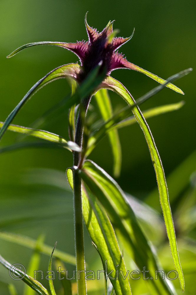 BB 10 0043 / Melampyrum cristatum / Kammarimjelle