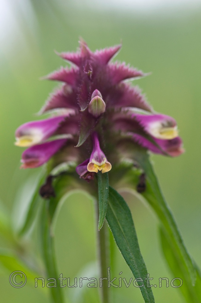BB 10 0045 / Melampyrum cristatum / Kammarimjelle