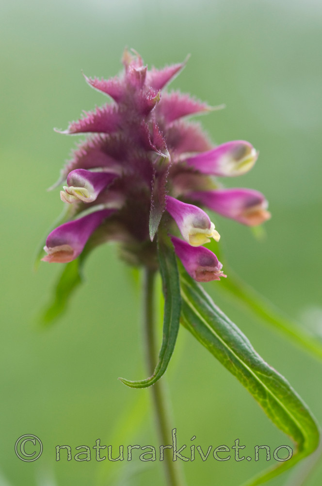 BB 10 0046 / Melampyrum cristatum / Kammarimjelle