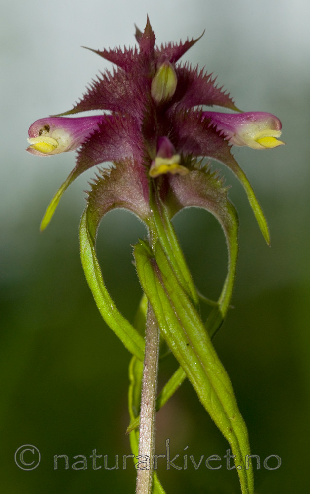 BB 10 0047 / Melampyrum cristatum / Kammarimjelle