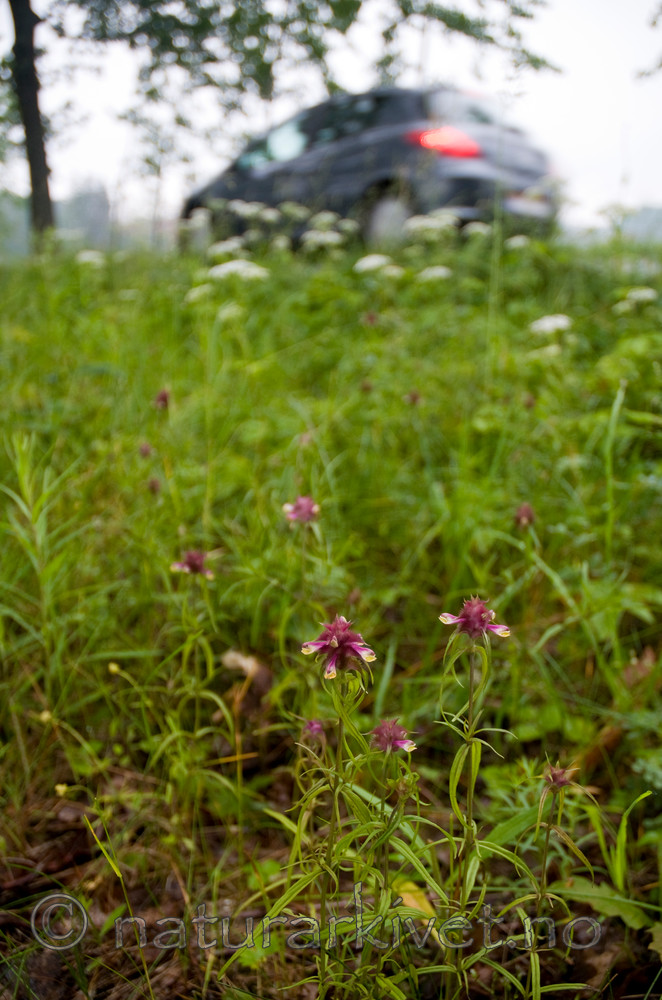 BB 10 0048 / Melampyrum cristatum / Kammarimjelle