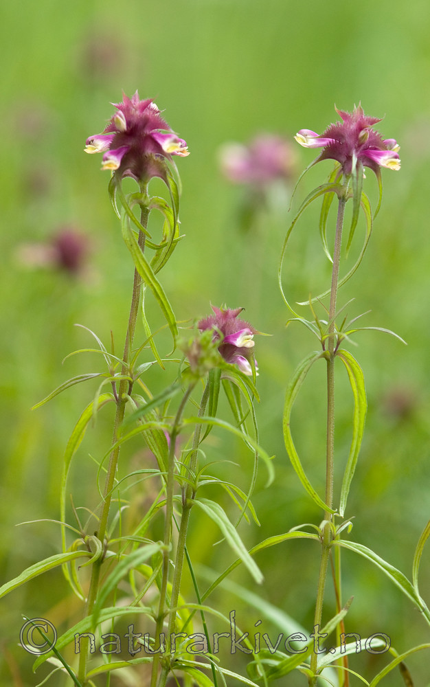BB 10 0049 / Melampyrum cristatum / Kammarimjelle