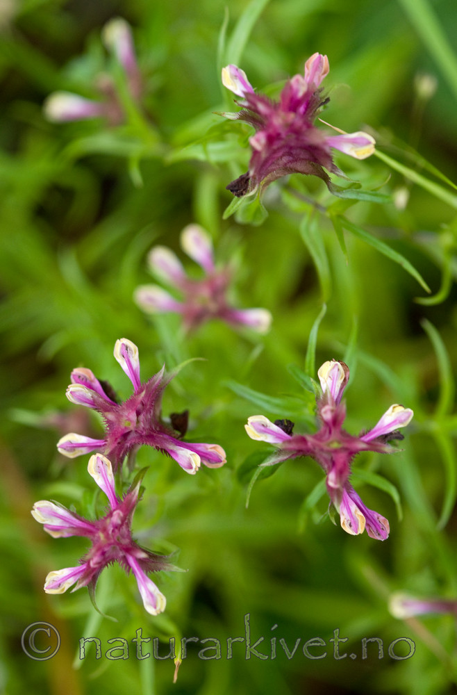 BB 10 0051 / Melampyrum cristatum / Kammarimjelle