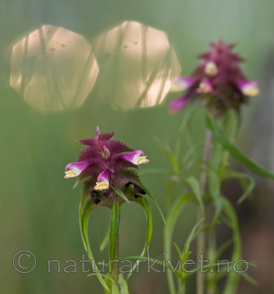 BB 10 0052 / Melampyrum cristatum / Kammarimjelle