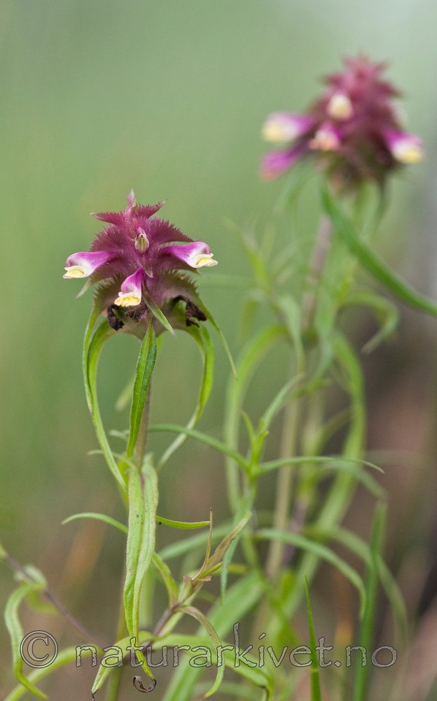 BB 10 0054 / Melampyrum cristatum / Kammarimjelle