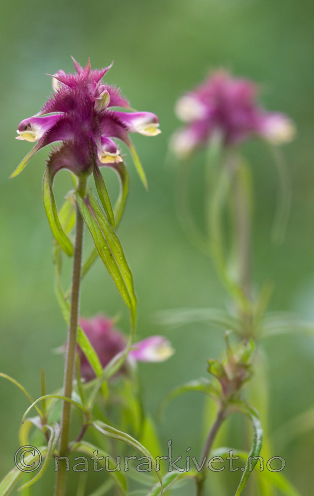 BB 10 0056 / Melampyrum cristatum / Kammarimjelle