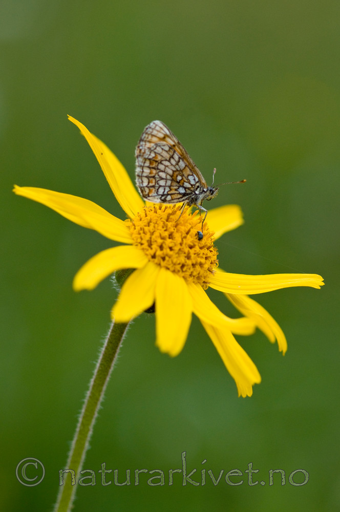 BB 10 0060 / Arnica montana / Solblom <br /> Melitaea athalia / Marimjellerutevinge