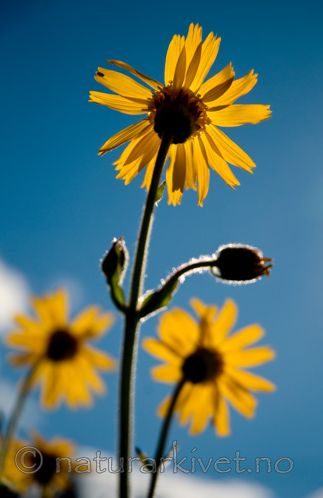 BB 10 0068 / Arnica montana / Solblom