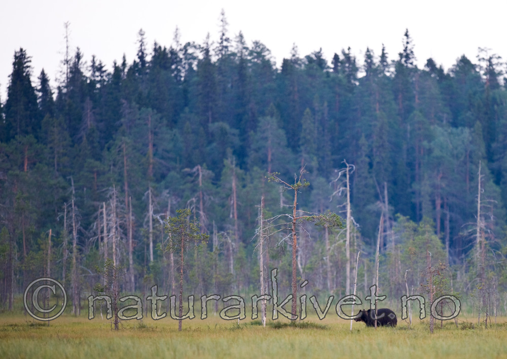 BB 10 0072 / Ursus arctos / Brunbjørn