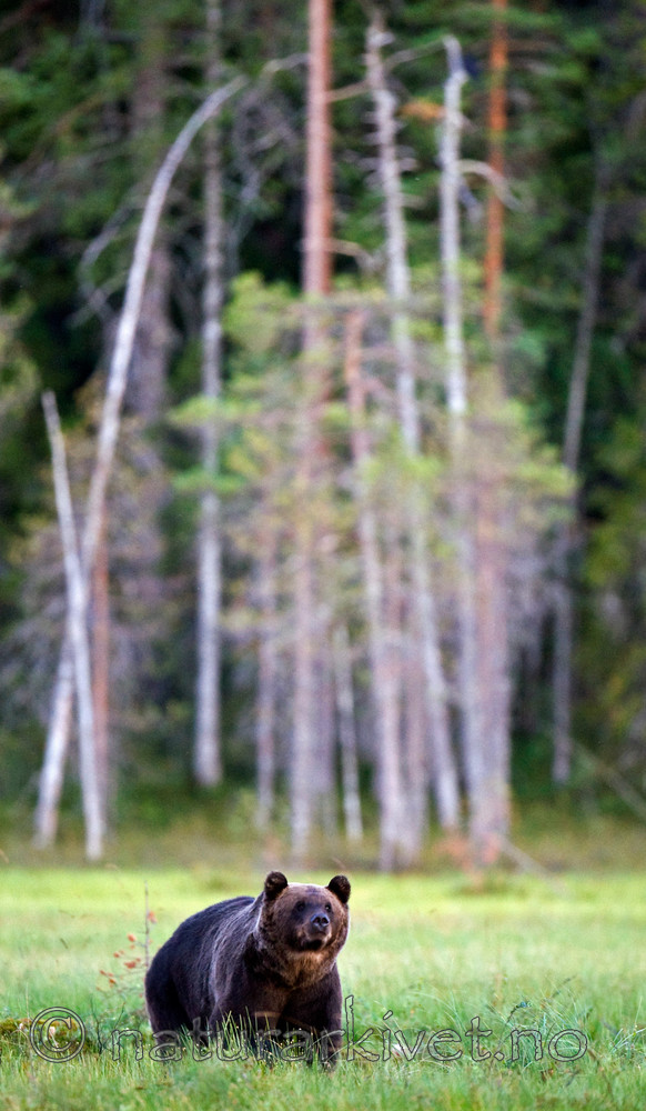 BB 10 0076 / Ursus arctos / Brunbjørn