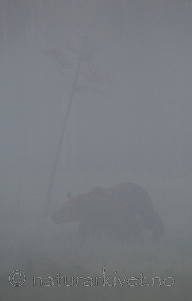 BB 10 0080 / Ursus arctos / Brunbjørn