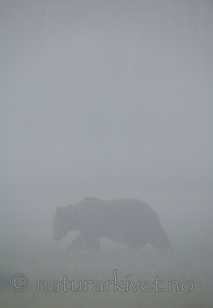 BB 10 0081 / Ursus arctos / Brunbjørn