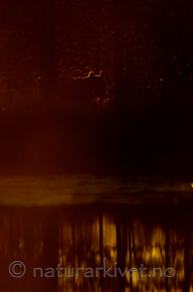 BB 10 0082 / Ursus arctos / Brunbjørn