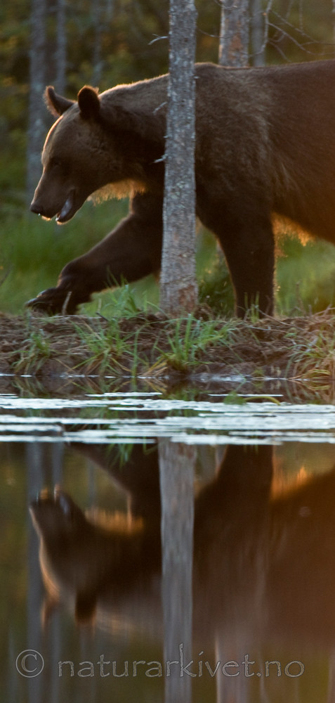 BB 10 0084 / Ursus arctos / Brunbjørn