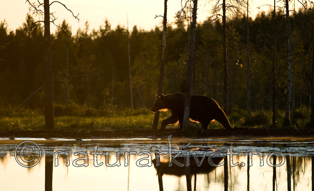 BB 10 0091 / Ursus arctos / Brunbjørn