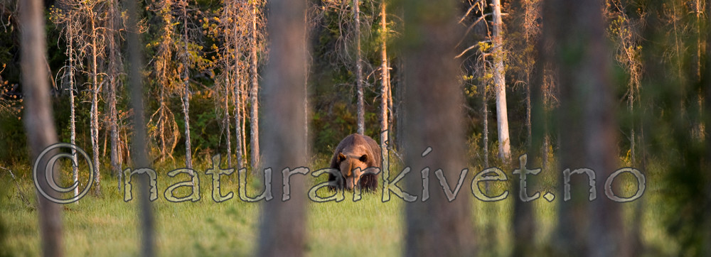 BB 10 0101 / Ursus arctos / Brunbjørn