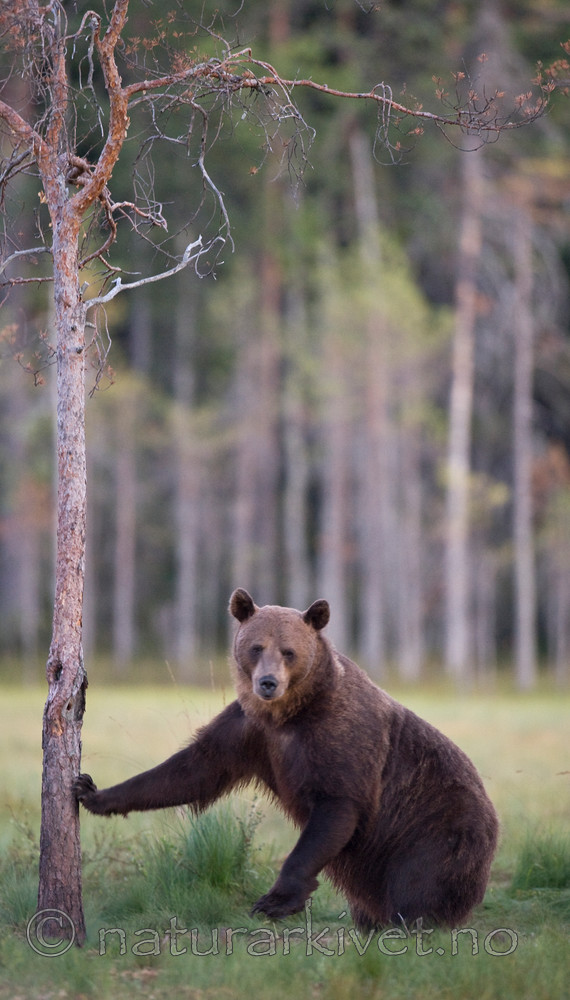 BB 10 0102 / Ursus arctos / Brunbjørn