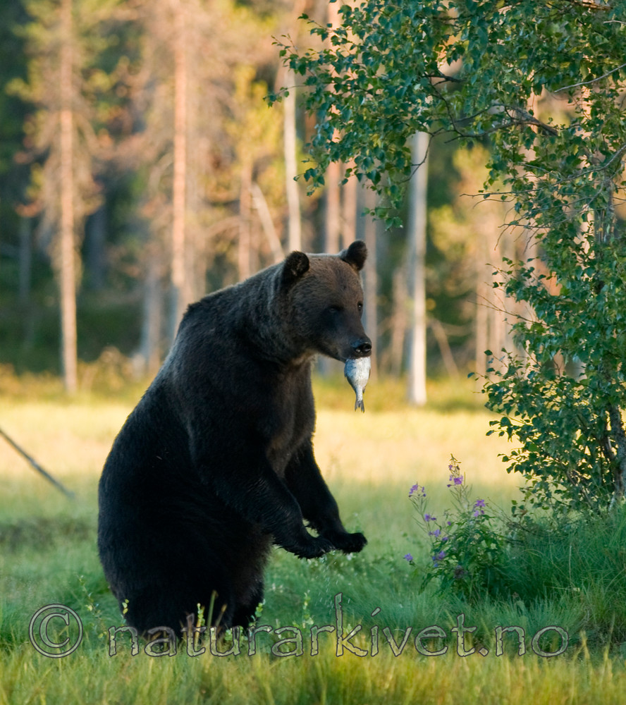 BB 10 0103 / Ursus arctos / Brunbjørn