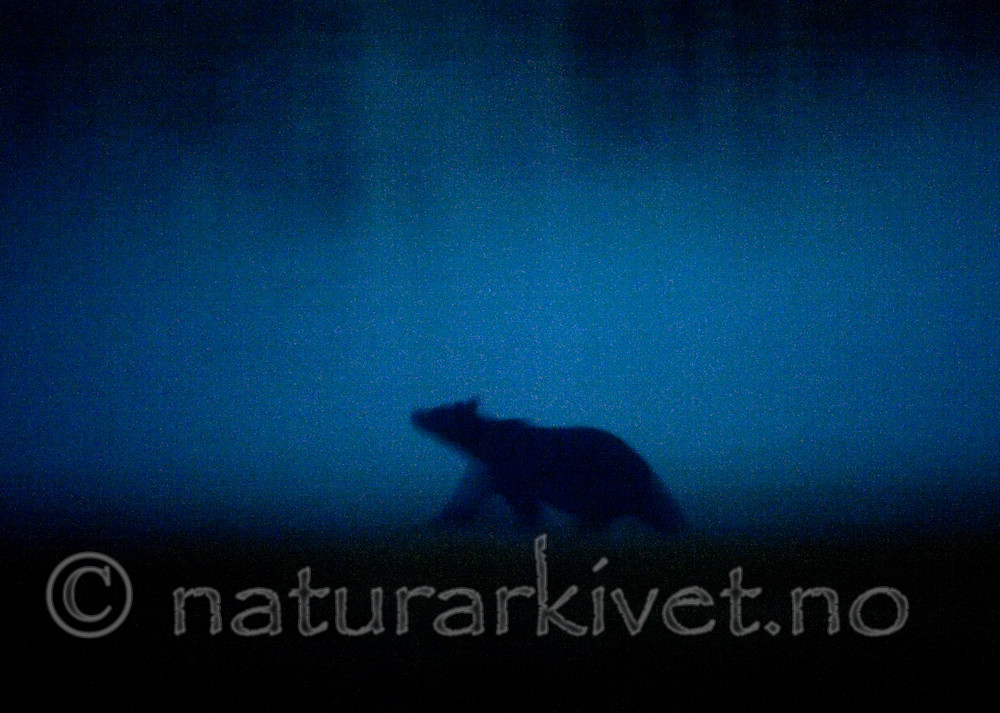 BB 10 0105 / Ursus arctos / Brunbjørn