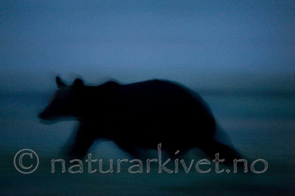 BB 10 0107 / Ursus arctos / Brunbjørn